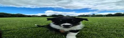 Australian Shepherd honden te koop: Nog 2 australian shepherd reutjes zoeken een thuis - Advertentie 25