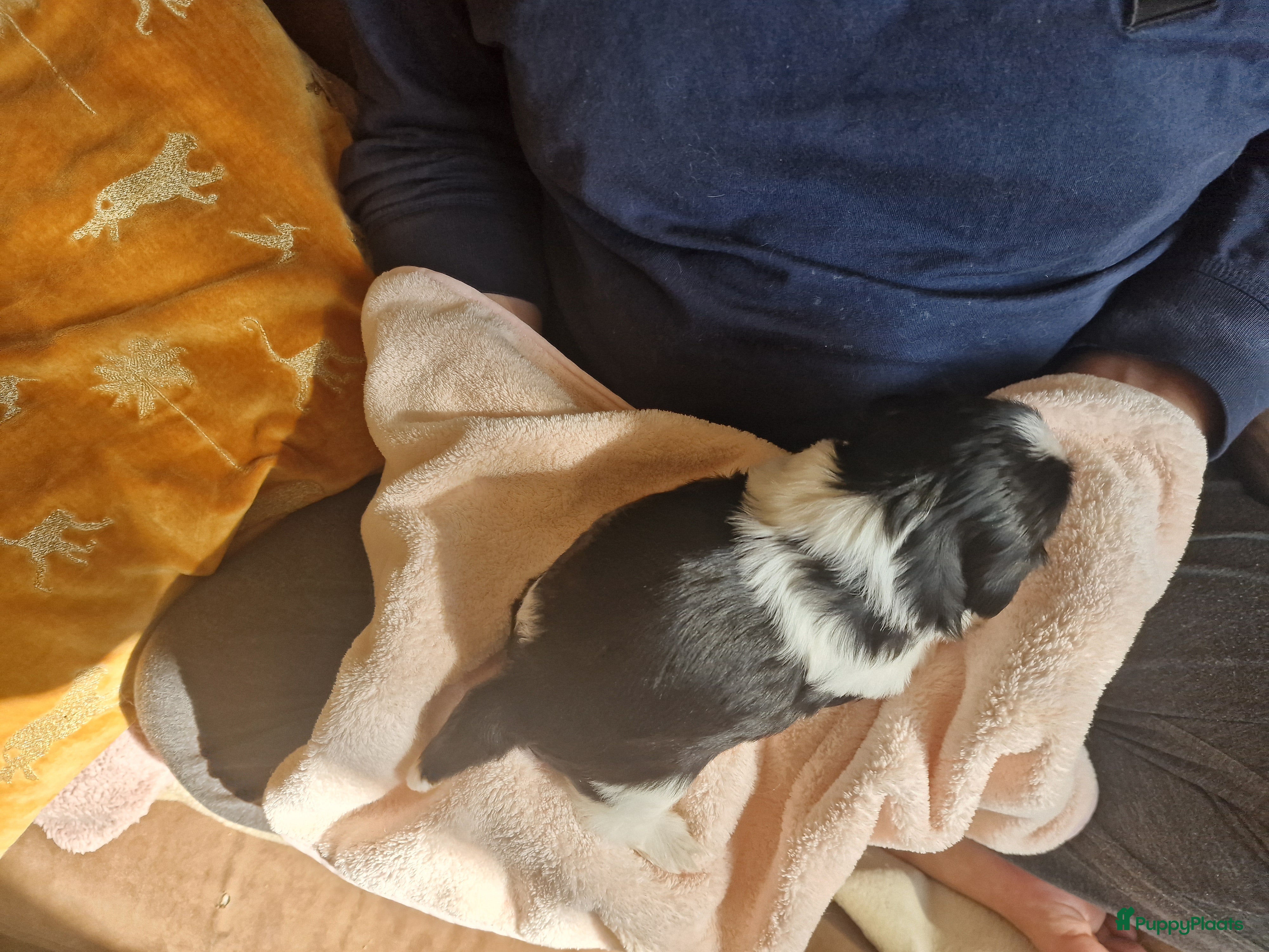 Shih Tzu honden 3 reukes pups te koop - Advertentie 1