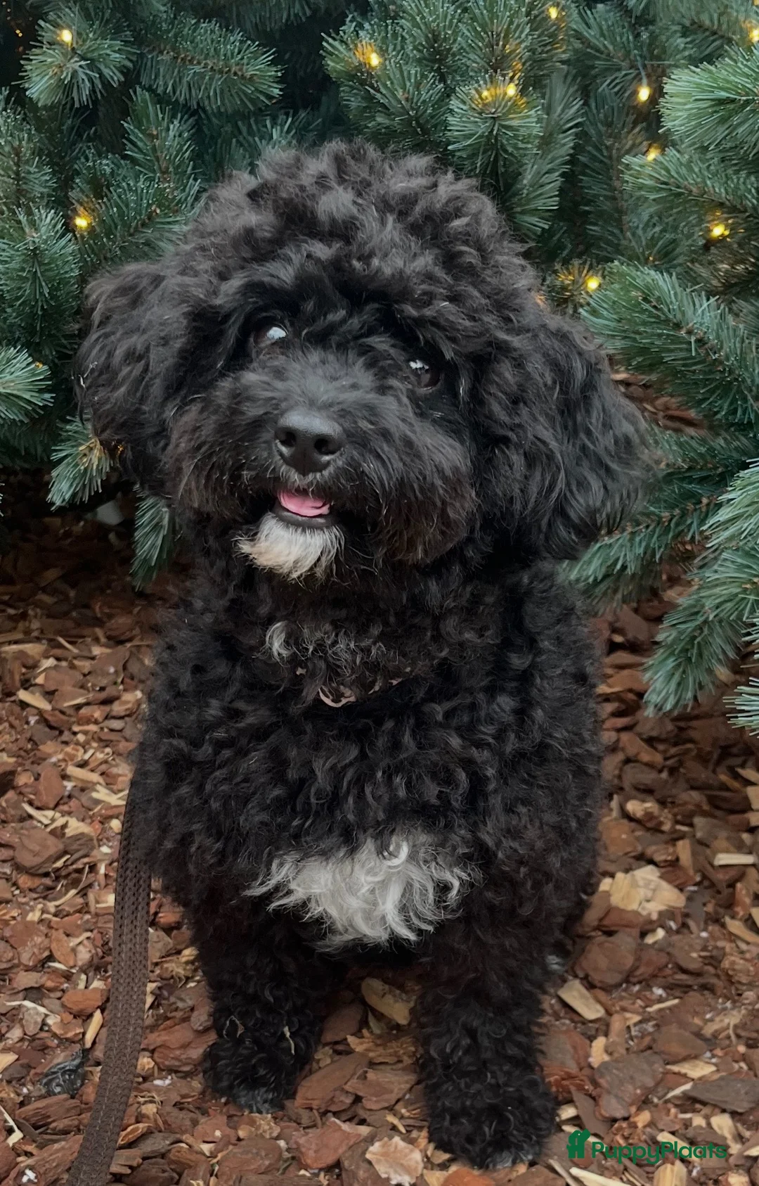 Maltipoo honden te koop: Nestje Maltipoo Verwacht op 6 november in Meliskerke - Advertentie 1