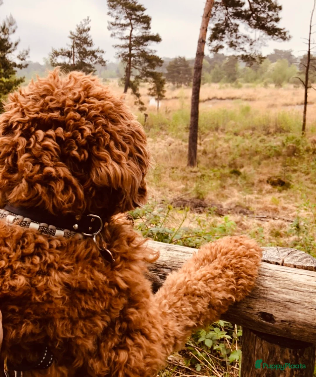 Labradoodle honden ter dekking: KNAPPE HALF AUSTRALIAN LABRADOODLE DEKREU PUK in Breda - Advertentie 11