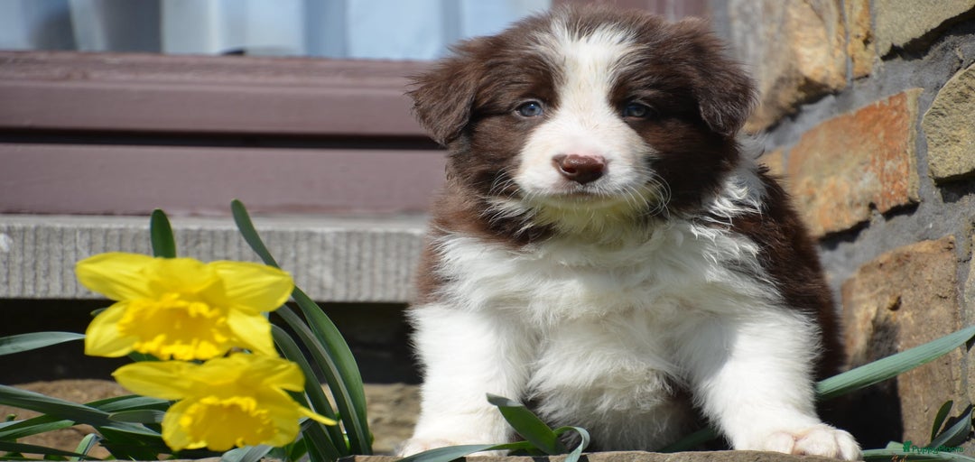 Galerij afbeelding {{count}}