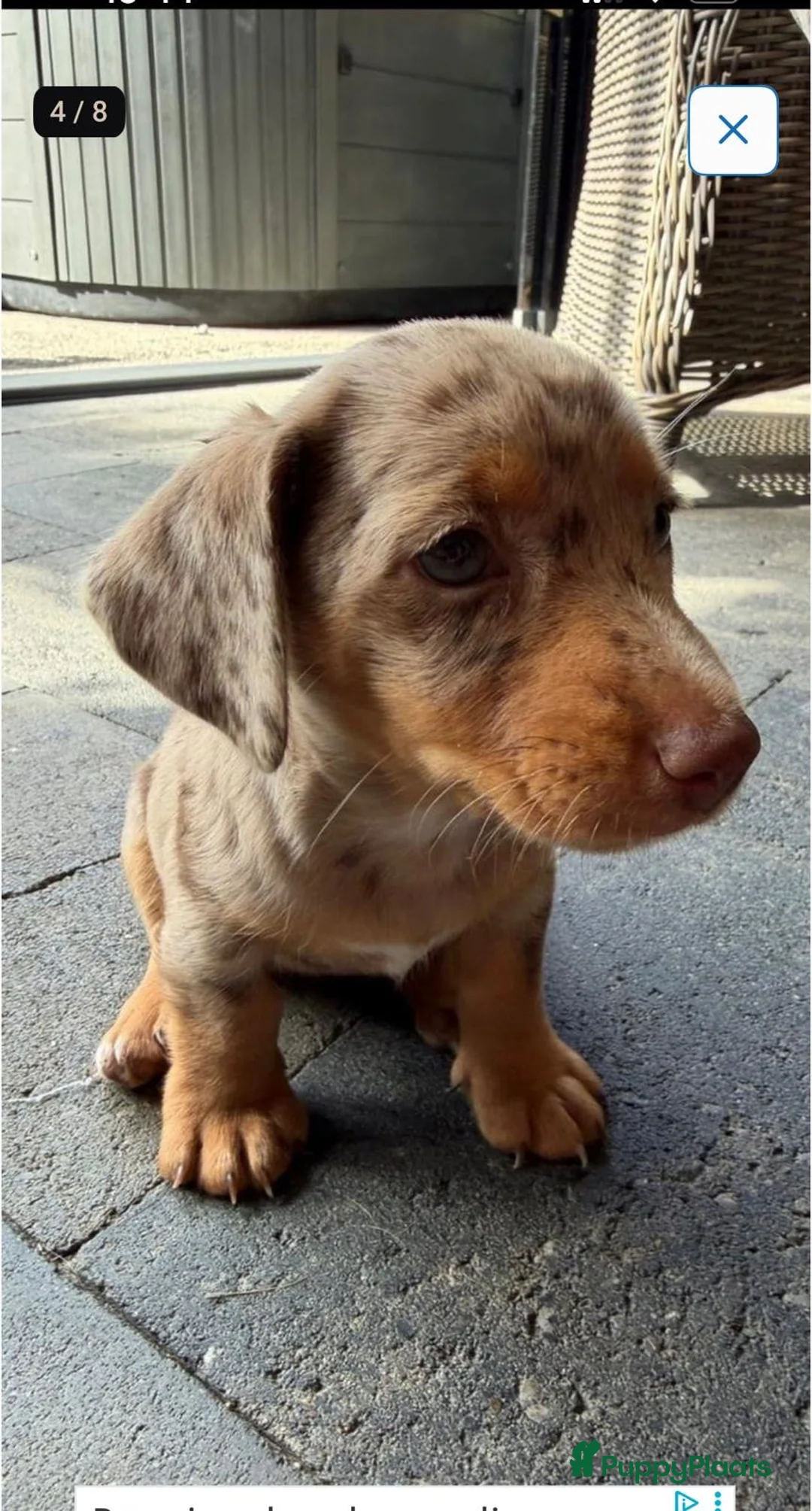 Jack Russel Terriër honden te koop: Choco merle teefje  - Advertentie 2