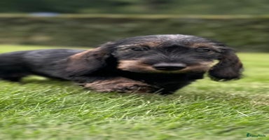 Ruwhaar Teckel honden - Advertentie 5