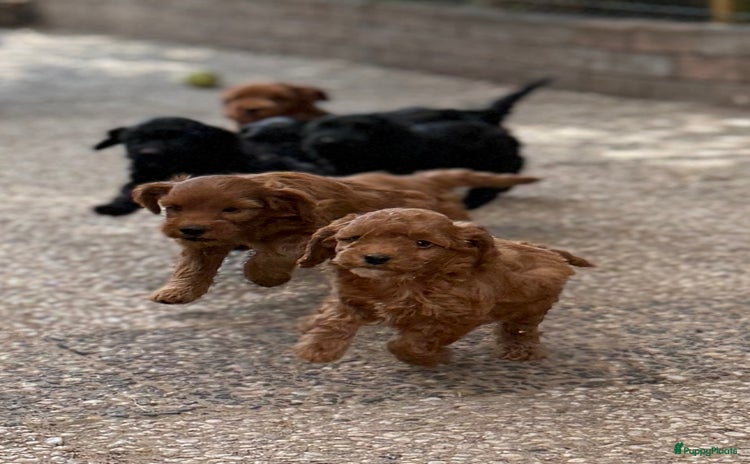 Cockapoo honden - Advertentie 3