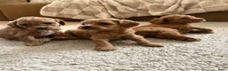 Kruising honden te koop: Lieve mini doodles ( nog 1 teefje beschikbaar)  in Boxmeer - Advertentie 1