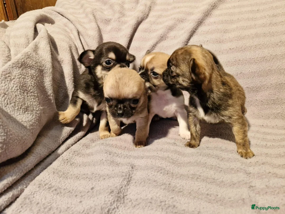 Chihuahua honden te koop: Knap wildkleur chihuahua teefje - Advertentie 21