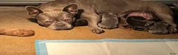 Franse Bulldog honden te koop: Franse Bulldog pups Lionheart Bloodline  - Advertentie 5