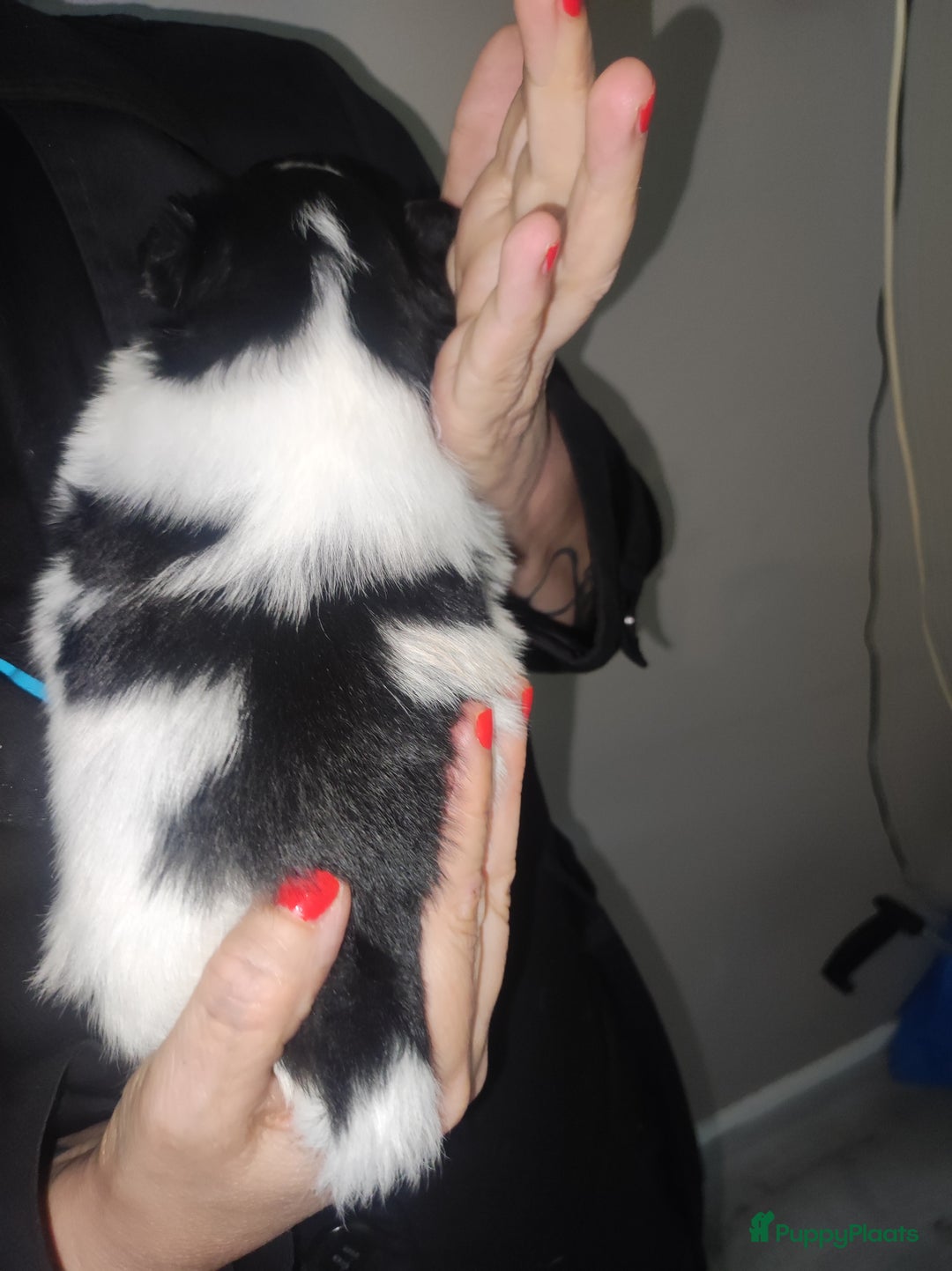 Maltipoo honden te koop: Prachtige pups maltipoo-pomerian in Helmond - Afbeelding 24