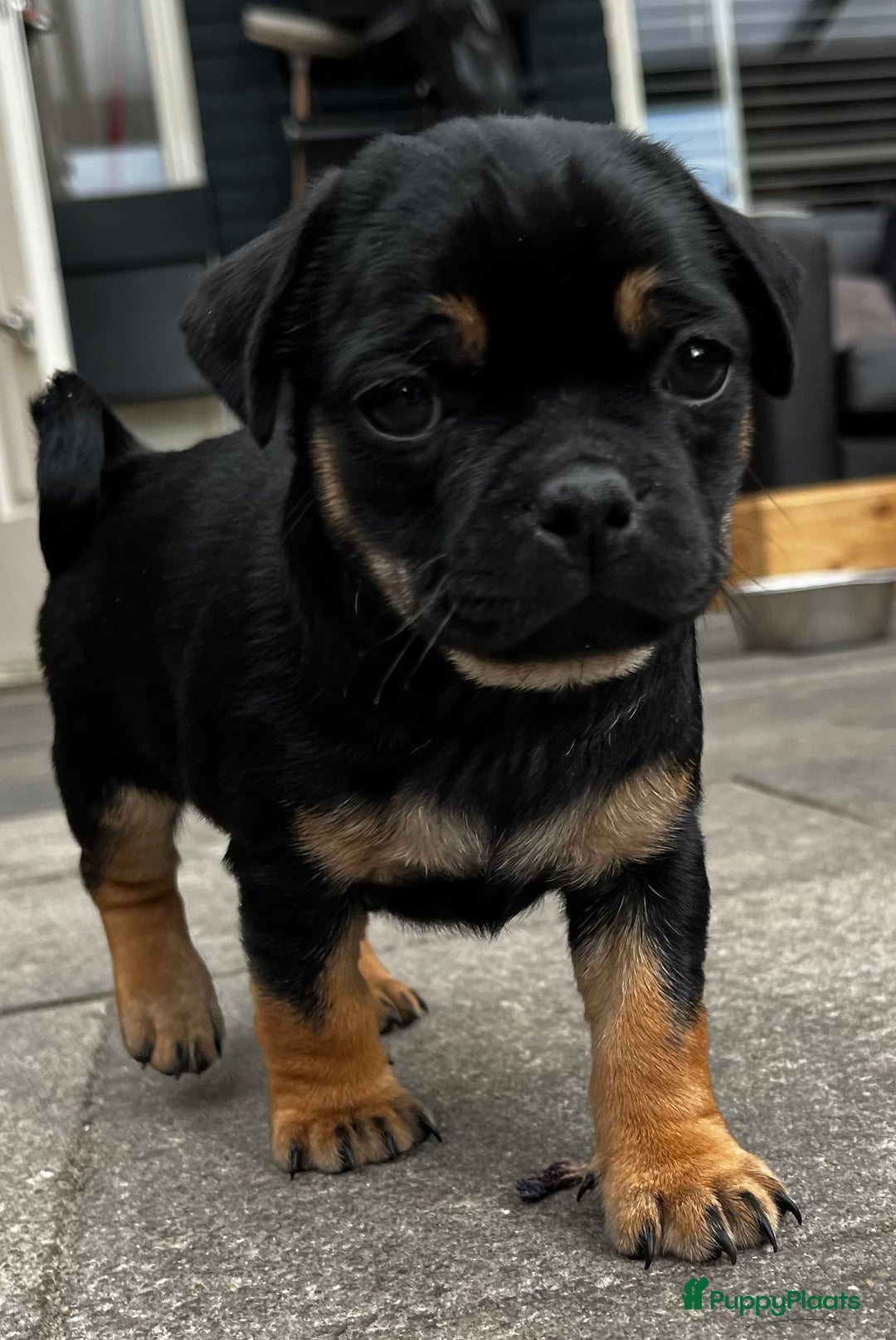 Dwergpinscher honden te koop: Carlin Pinscher Puppy’s te koop - Advertentie 8