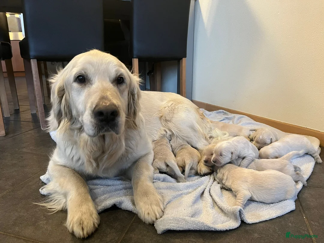 Golden Retriever honden te koop: Golden Retriever pups - Advertentie 3