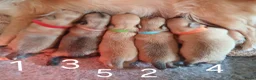 Pomchi honden te koop: Te koop - prachtige pomeriaan pups - Advertentie 2