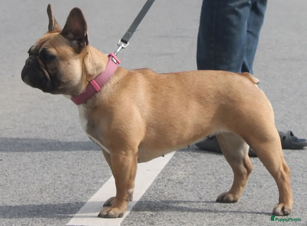 Franse Bulldog honden te koop: Franse bulldog pup raszuive fci (geteste ouders)  - Advertentie 1