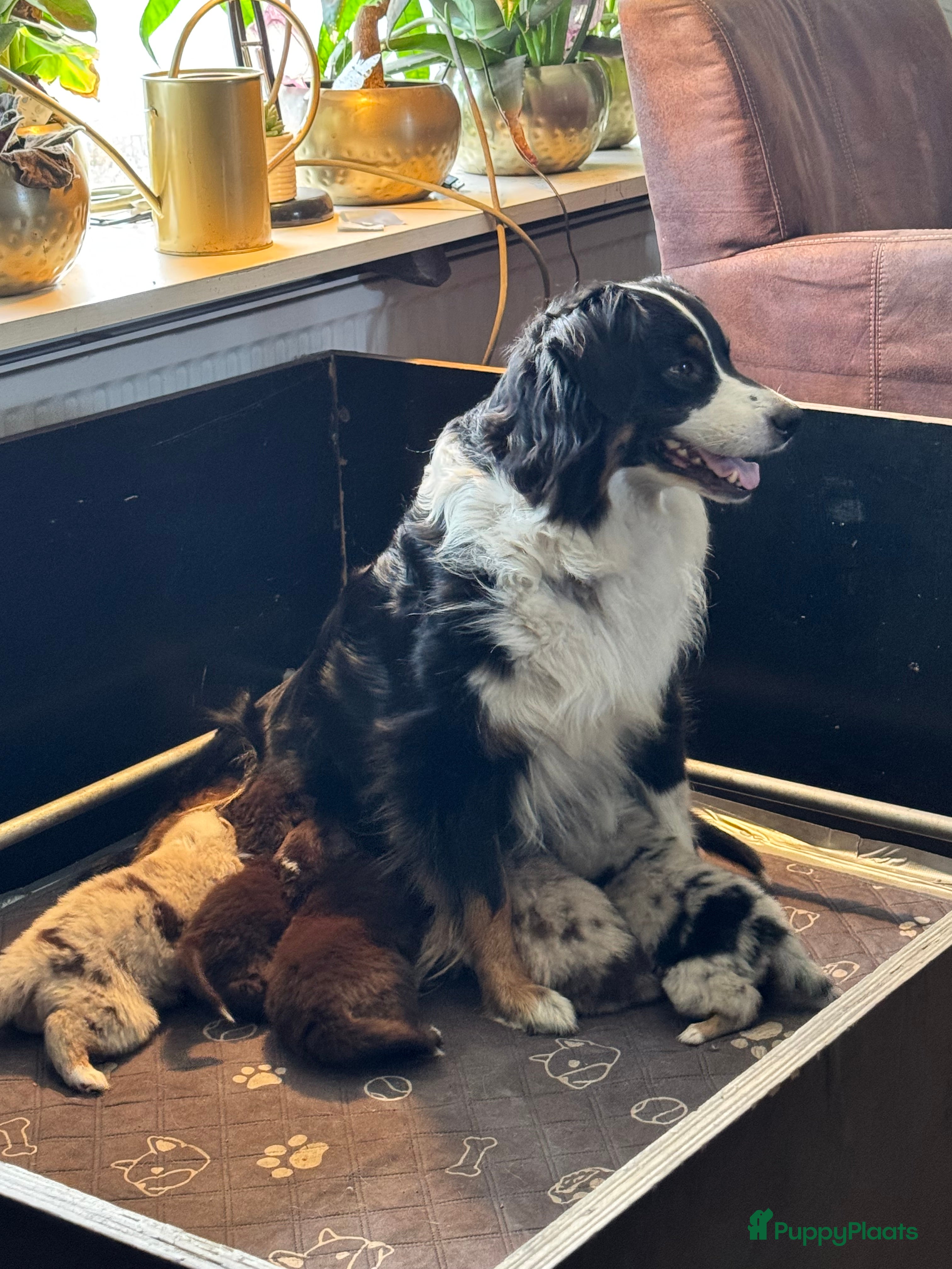 Australian Shepherd honden Australian Shepherd puppy's, 3x reu - Advertentie 2