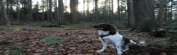 Heidewachtel honden te koop: Heidewachtel pups, nog 1 reutje beschikbaar  - Advertentie 12