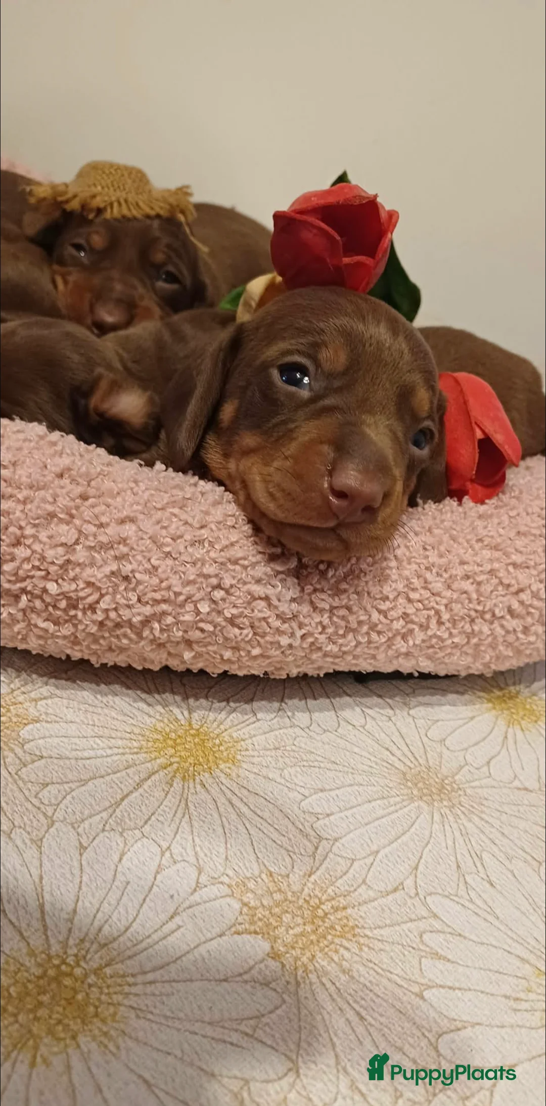 Teckel (korthaar)  honden te koop: Prachtige Teckel pups op zoek naar warme nestje. - Advertentie 2