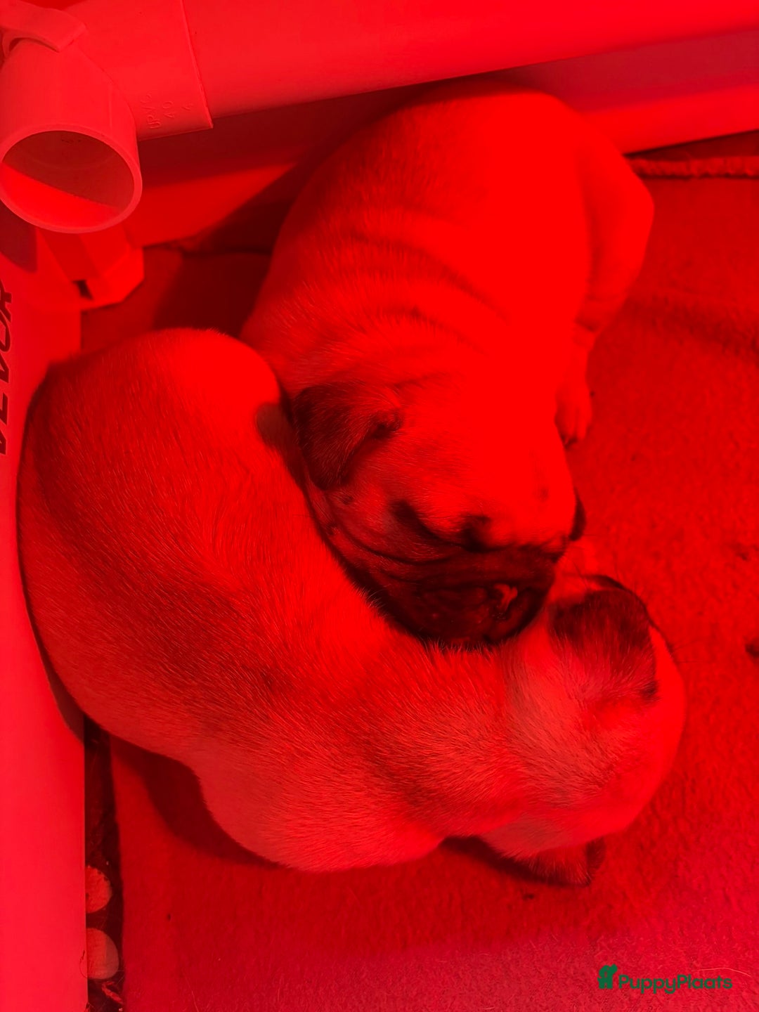 Mopshond honden te koop: Mopshond pups - Advertentie 4