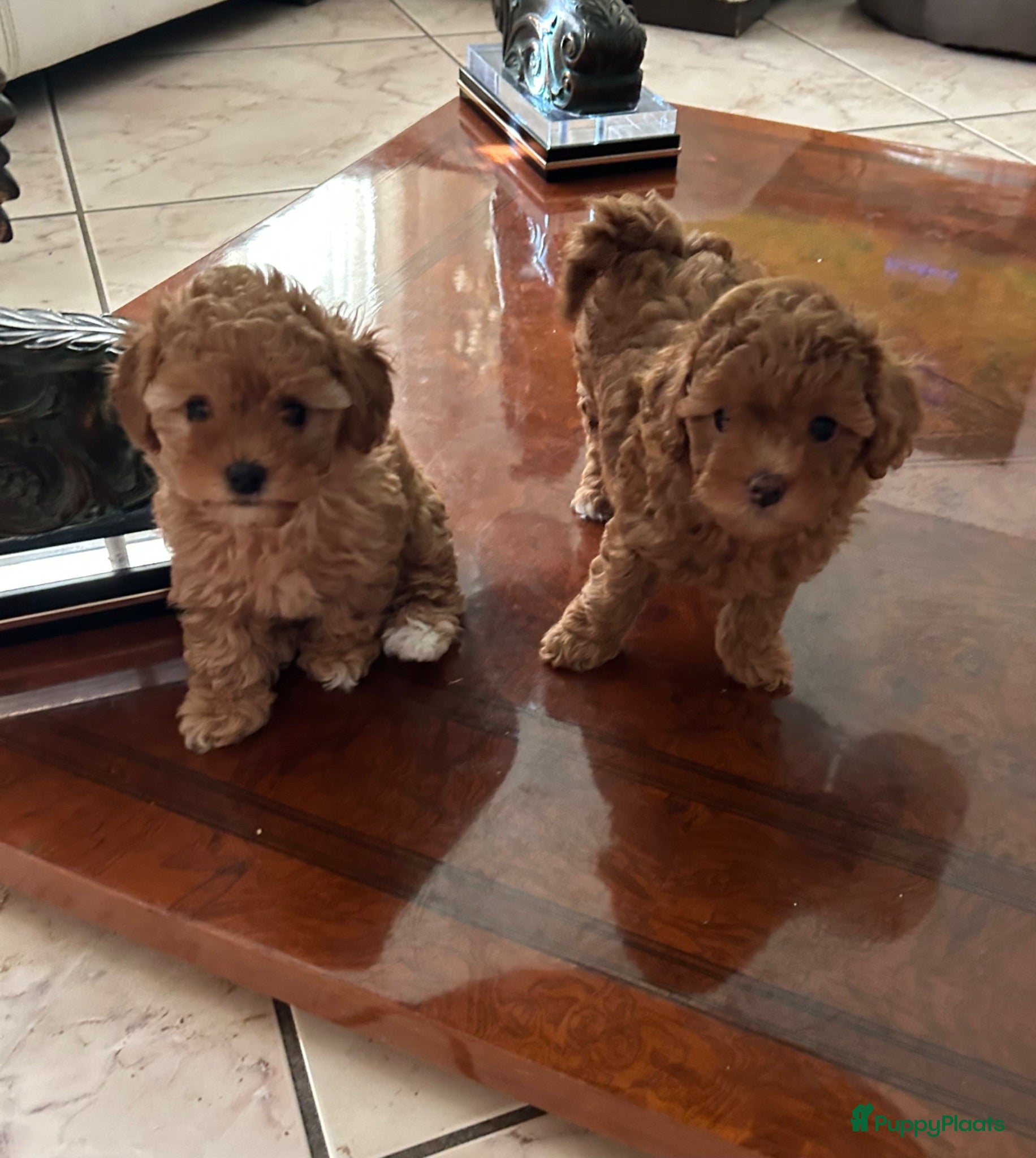 Poedel Toy honden Toy poedel puppy’s zoeken een gouden mandje  - Advertentie 2