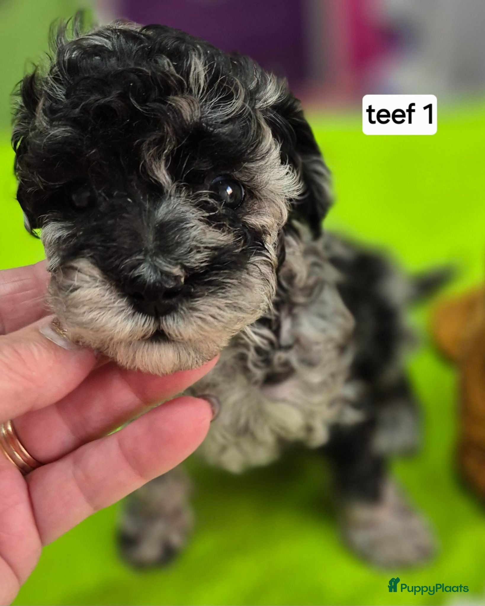 Dwergpoedel honden Schitterende Merle dwerg poedel pups - Advertentie 6