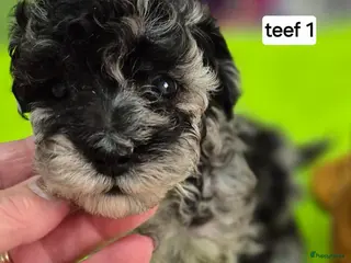 Dwergpoedel honden Schitterende Merle dwerg poedel pups - Advertentie 6