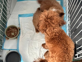 Kruising honden Pomapoo mega schattige pups teefje en reutje - Advertentie 4