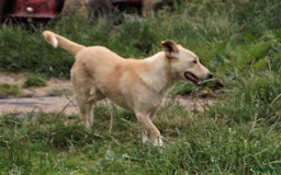 Kruising honden ter adoptie: maverick een zeer leuk hondje in Ridderkerk - Afbeelding 8