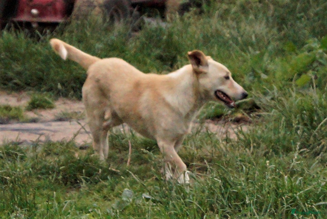 Kruising honden ter adoptie: maverick een zeer leuk hondje in Ridderkerk - Afbeelding 8