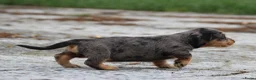 Ruwhaar Teckel honden te koop: Teckel pups ruwhaar - Advertentie 11