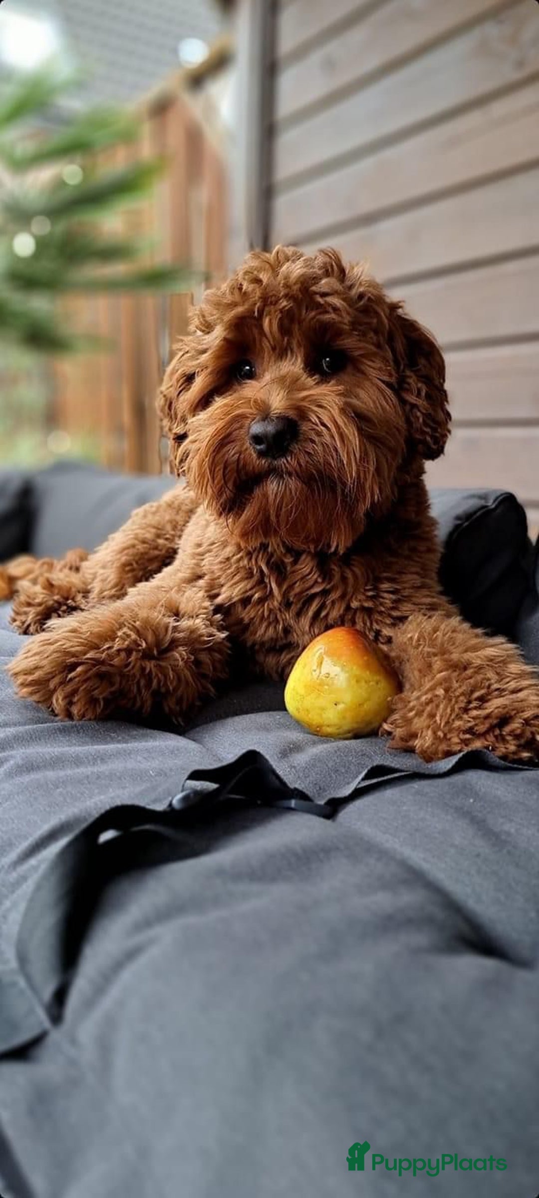 Kruising honden te koop: Aankondiging nestje mini Australian Labradoodle - Advertentie 2