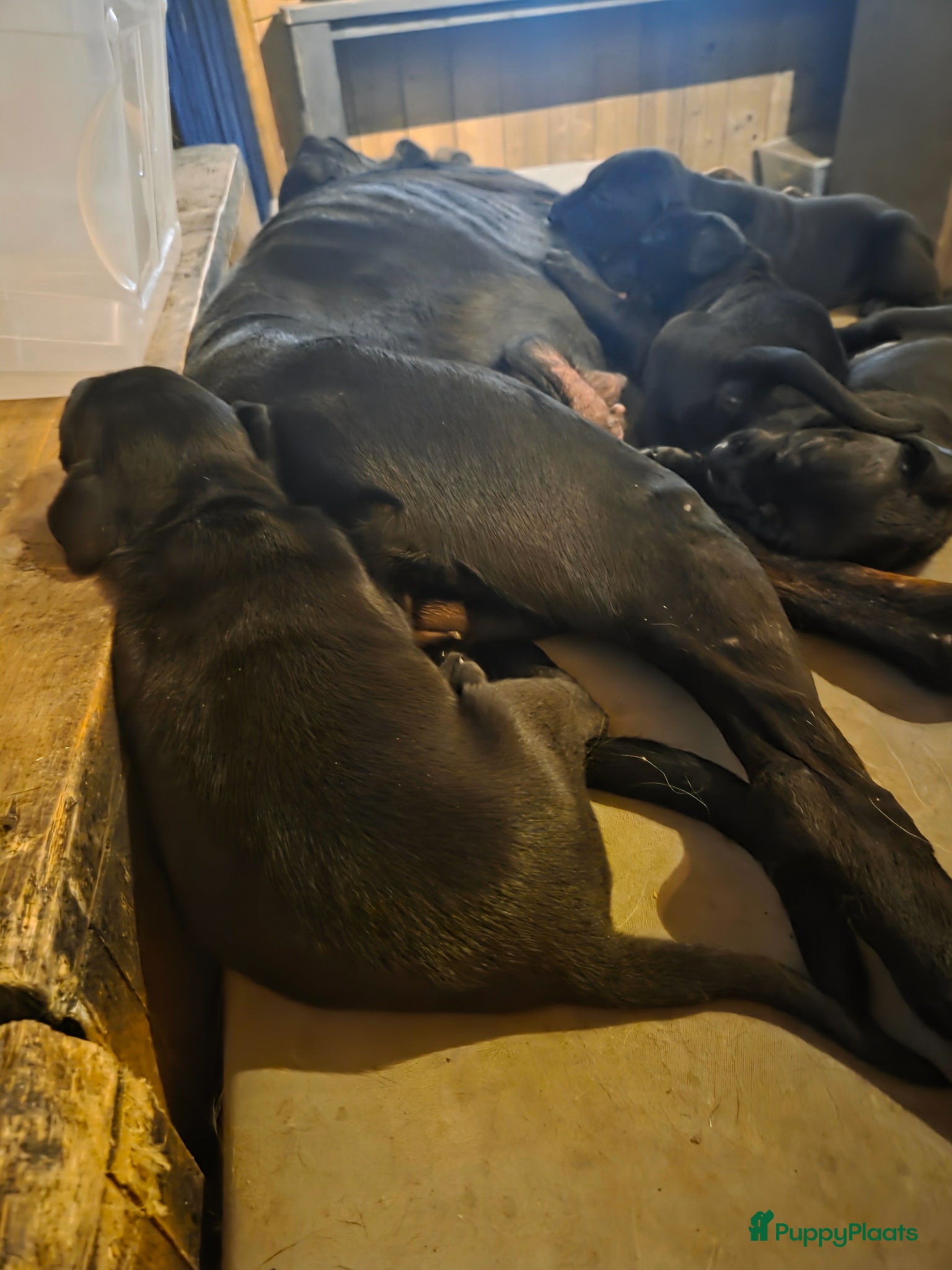 Kruising honden te koop: Te koop Doberman × pups - Advertentie 5