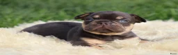 Franse Bulldog honden te koop: Franse Bulldog pups - Advertentie 7