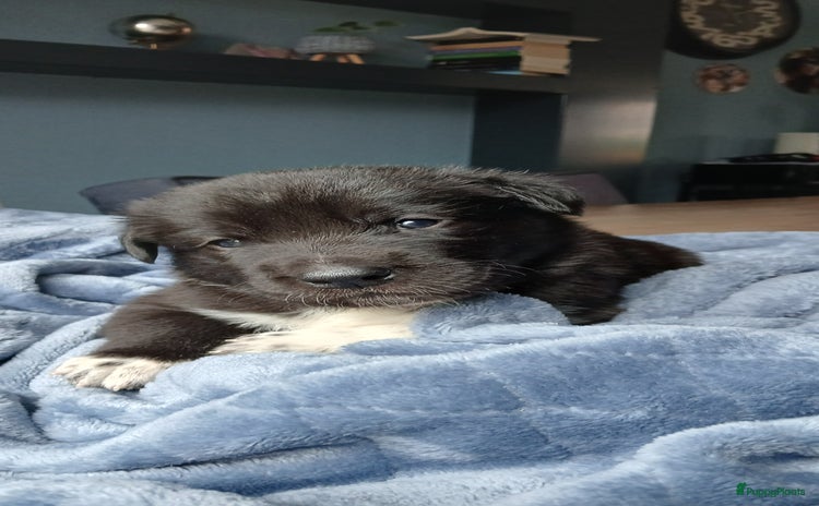 Kruising honden Prachtige pups husky/golden retriever/collie  - Advertentie 1