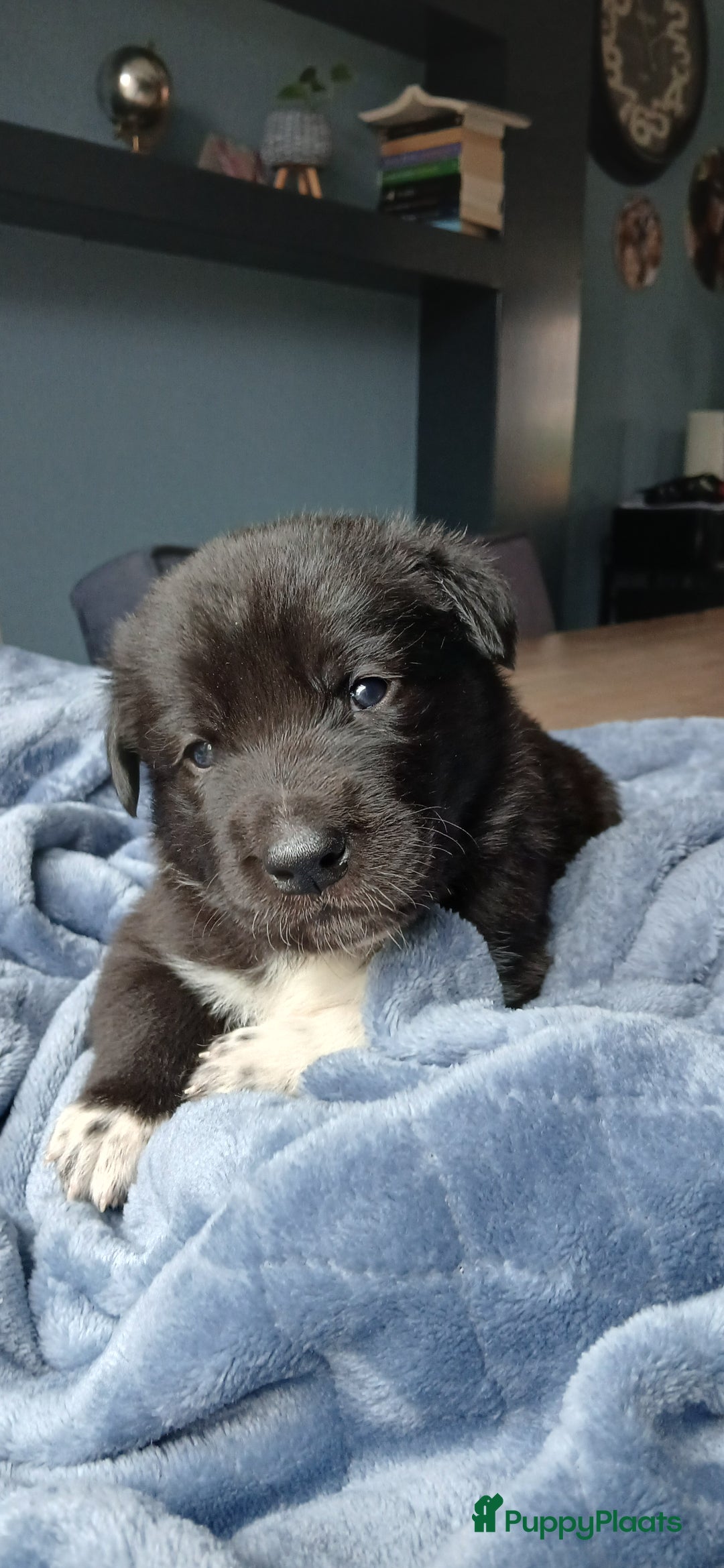 Kruising honden te koop: Prachtige pups husky/golden retriever/collie  - Advertentie 1
