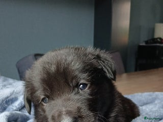 Kruising honden Prachtige pups husky/golden retriever/collie - Advertentie 8