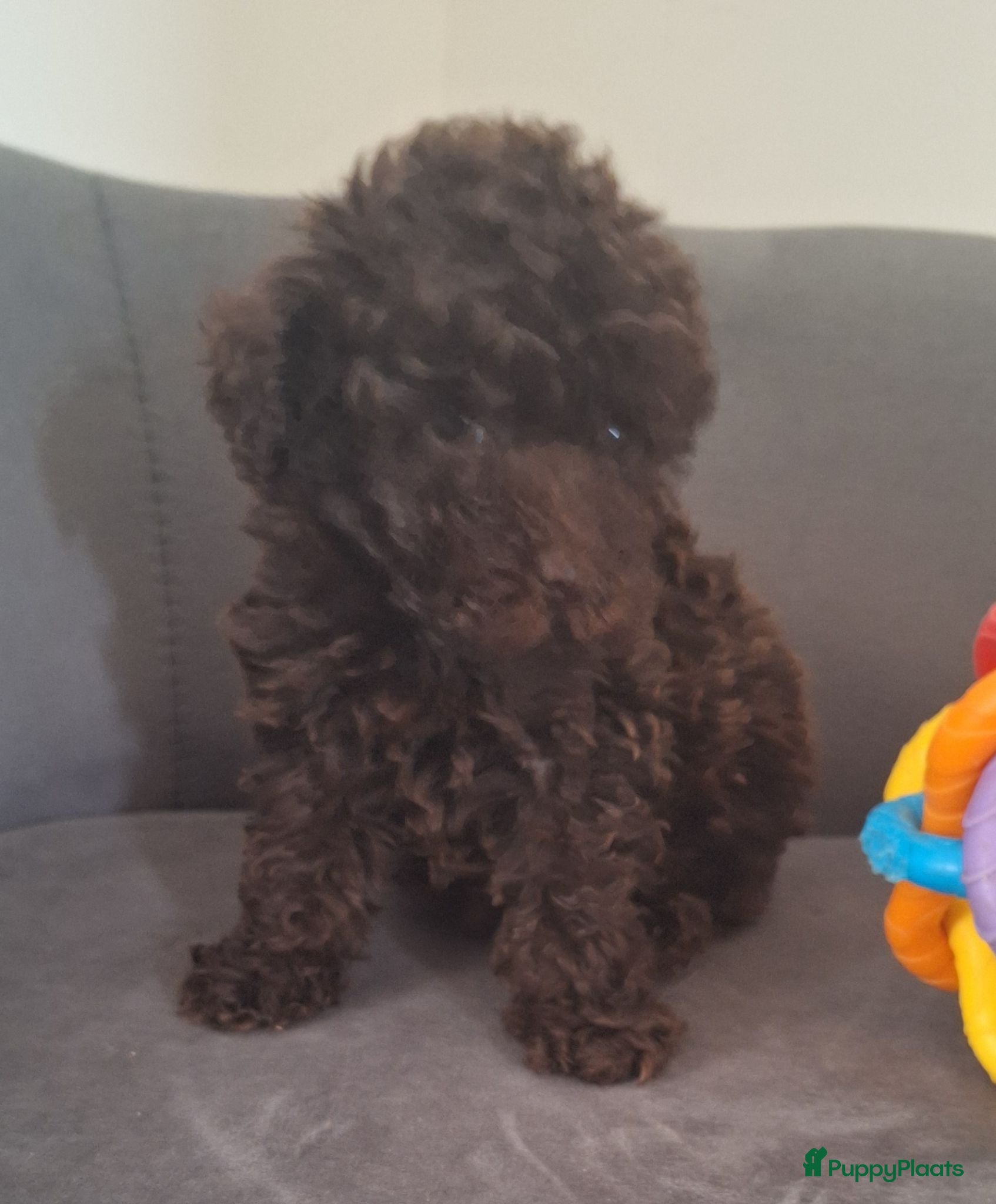 Kruising honden choco toy - / teacuppoedeltjes - Advertentie 15