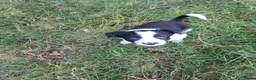 Border Collie honden te koop: Border collie puppy's in Oude Pekela - Advertentie 14