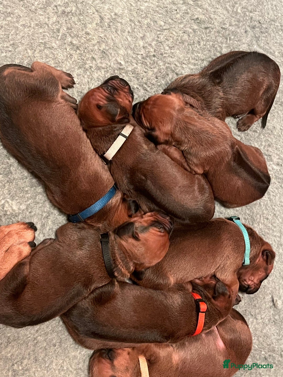 Rhodesian Ridgeback honden te koop: Rhodesian Ridgeback 7 reutjes geboren - Advertentie 29