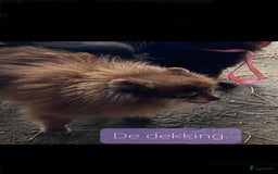 Pomeriaan honden te koop:  2 Prachtige pomeriaan/dwergkees pups. in Enkhuizen - Afbeelding 34