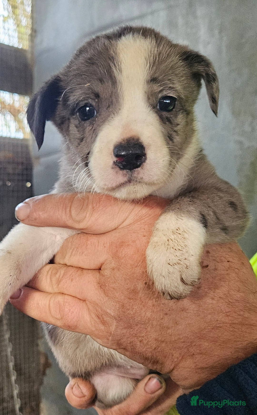 Kruising honden te koop: Pupjes bij ons thuis opgevoed - Advertentie 5