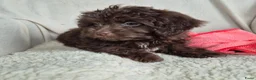 Kruising honden te koop: Prachtige leergierige boompoo's  - Advertentie 5