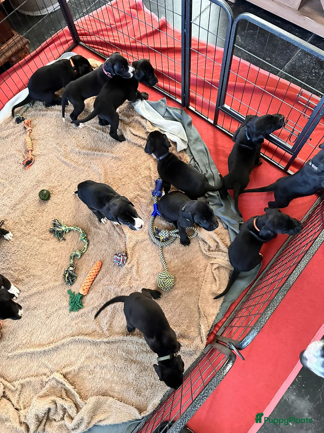 Duitse Dog honden te koop: Duitse Dog Pups - Advertentie 7