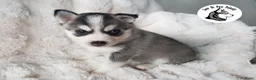 Pomsky honden te koop: Pomsky puppy’s F4+, 100% Amerikaanse bloedlijn - Advertentie 33