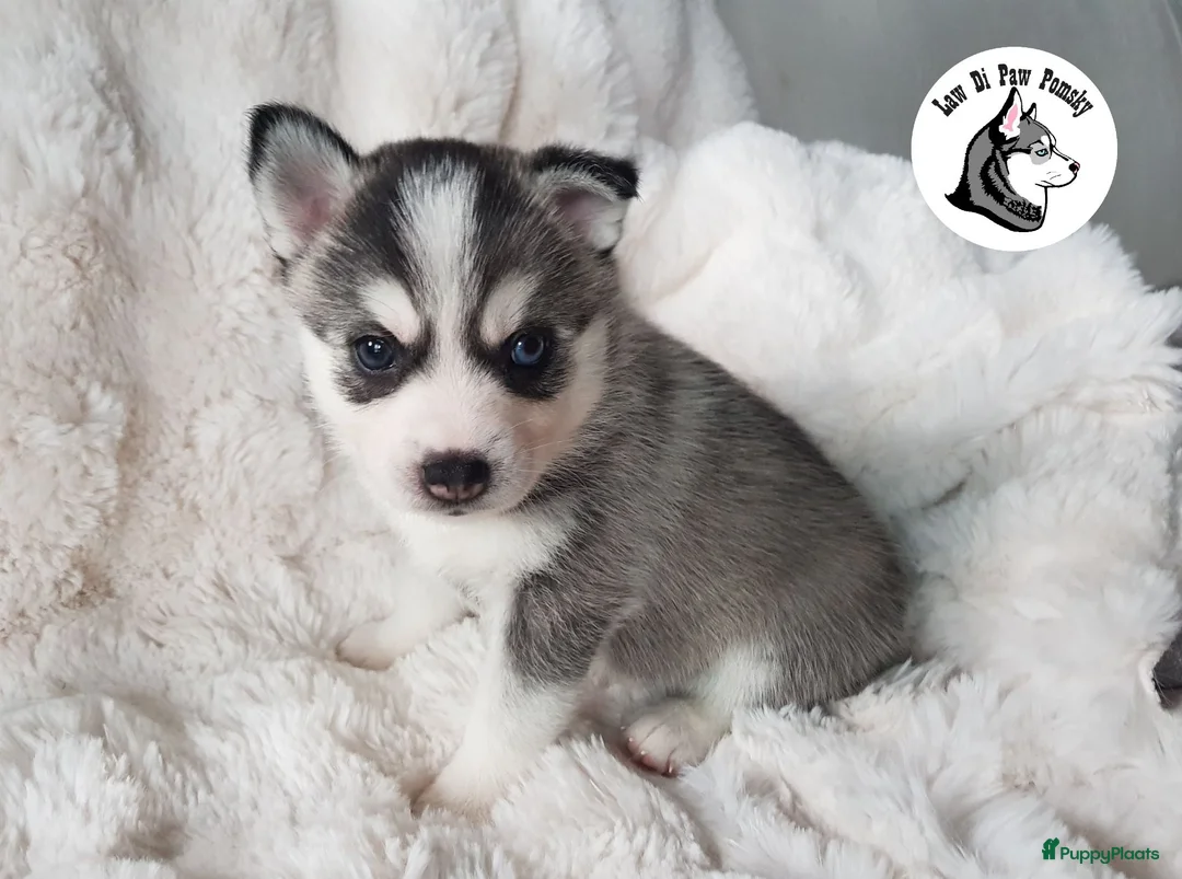 Pomsky honden te koop: Pomsky puppy’s F4+, 100% Amerikaanse bloedlijn - Advertentie 33