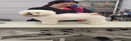 Bichon Frisé honden te koop: Prachtige Bichon Frisé met stamboom - Advertentie 2