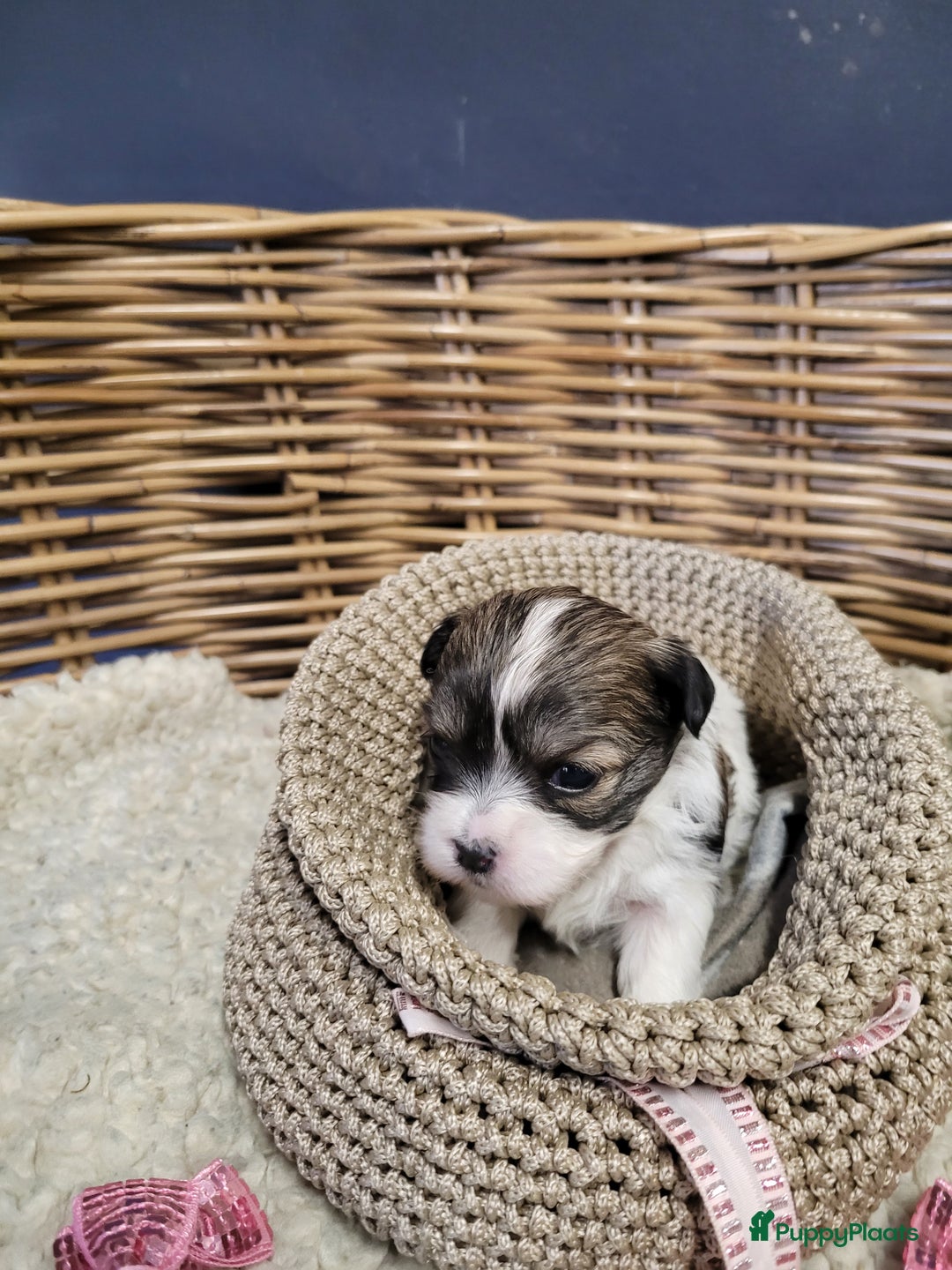 Malshi honden te koop: shih tsu boomer puppies - Advertentie 10