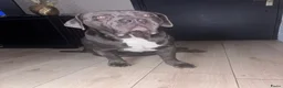 Kruising honden te koop: Puppies kruising Mastino  en Bully xl - Advertentie 10