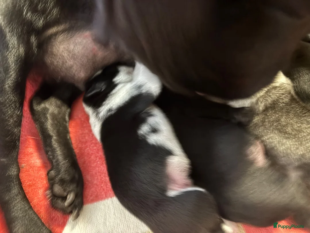 Mopshond honden te koop:  Onze prachtige Mopspuppy’s zijn geboren! 🐾 - Advertentie 2