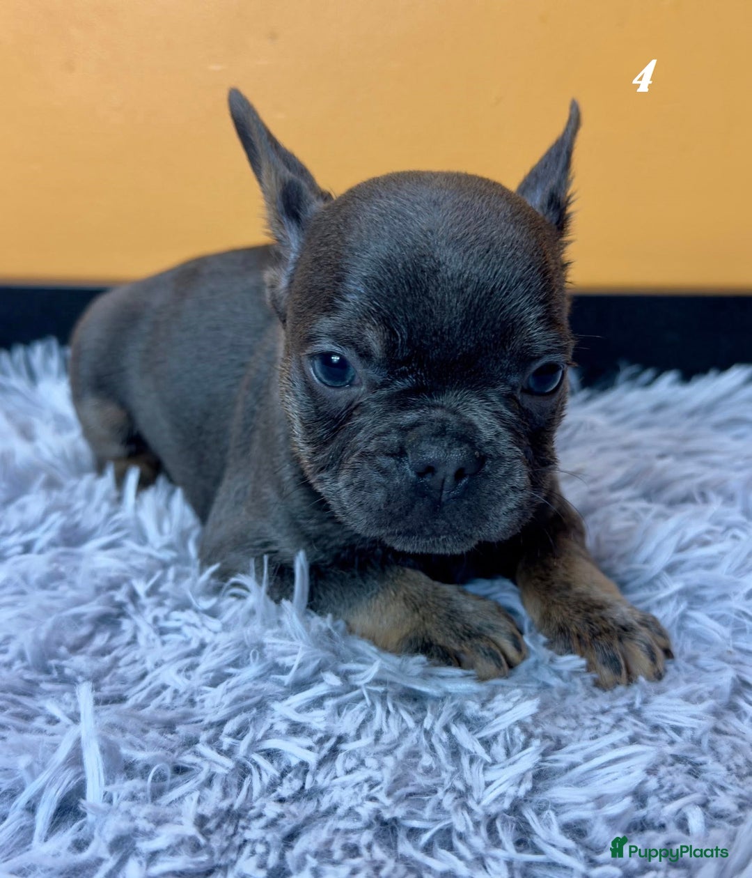 Franse Bulldog honden te koop: Franse bulldog pups - Advertentie 10