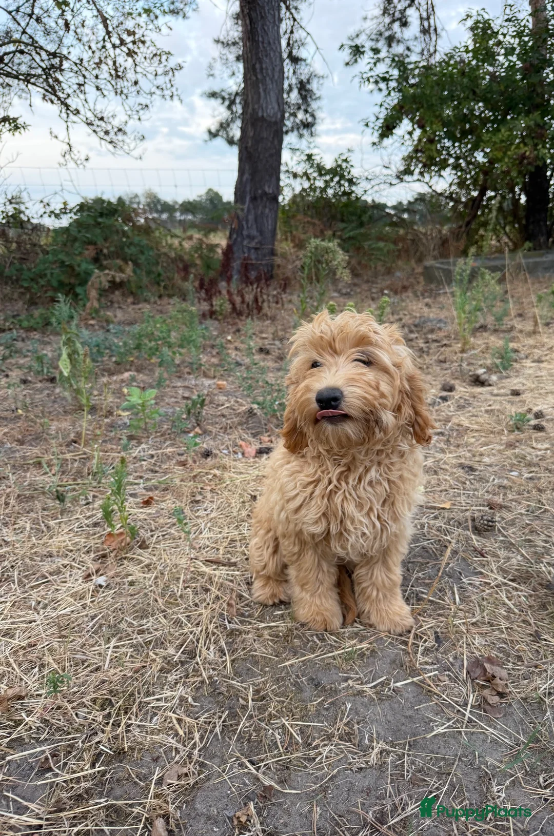 Labradoodle honden te koop: Mooie mini Labradoodle pups - Advertentie 2