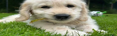 Beau 