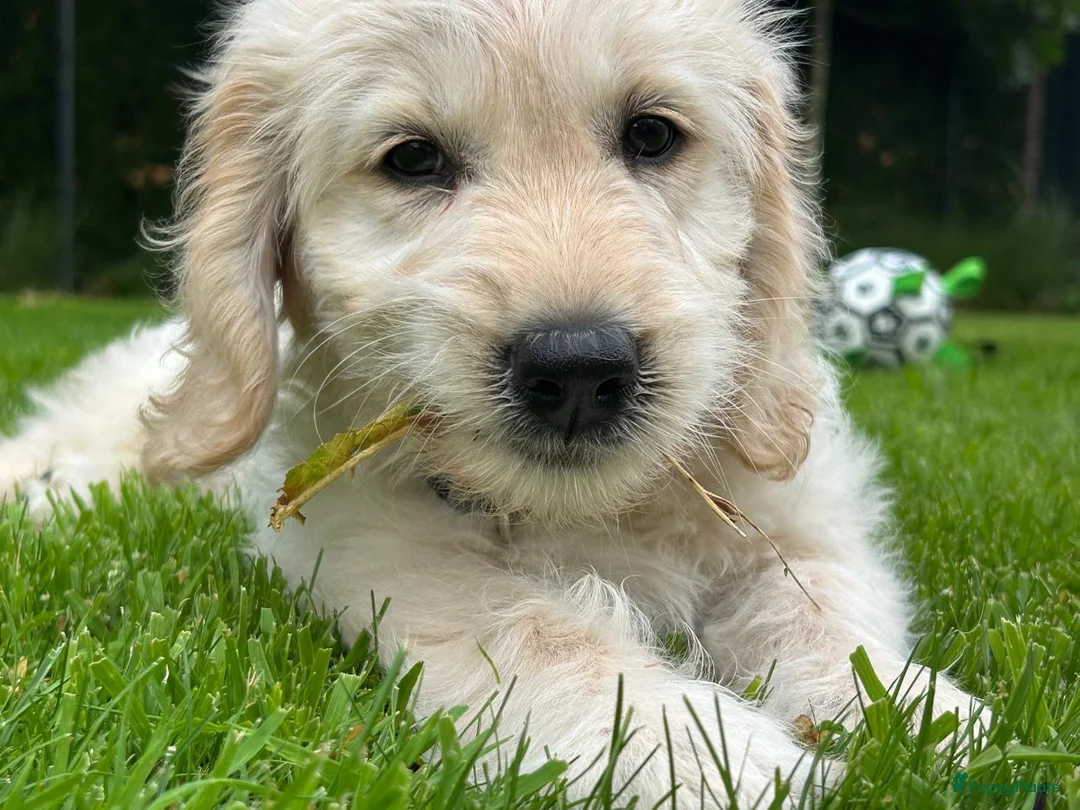 Kruising honden te koop: Pup goldendoodle zoekt liefdevol nieuw thuis - Advertentie 2